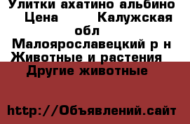 Улитки ахатино альбино  › Цена ­ 10 - Калужская обл., Малоярославецкий р-н Животные и растения » Другие животные   